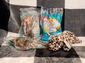 Beanie Baby and Teenie Beanie Baby Freckles the Leopard Great Gift for the Big Cat Lovers, Birthday Gift, Gift for Christmas, Stock Stuffer