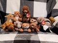 American Beanie Baby Animals Chipper Nuts Roam Prickles Chocolate Whisper Seaweed Stinky Bucky Sly Canyon Great Gifts for Children