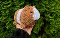 Crochet Guinea Pig Stuffie, handmade plushie