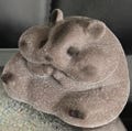 Hamster taba squishy