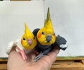 Cockatiel - articulated 3D model with hand painted details.