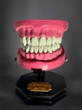 Realistic Upper and Lower Dental Arch - Mouth Replica