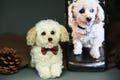 Custom Pet Replica Dog Plush,Photo of pet into custom stuffed animal,Handmade Pipe Cleaner Dollhouse Dog,Personalized Pet Plush Pet Memorial