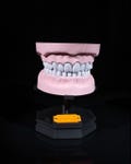 Dental Arch