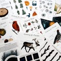Christmas Nature Study Collection