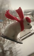 Polar white bear