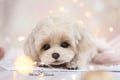 Maltipoo puppy Candy stuffed art realistic plush toy. Pet Replica, Pet Portrait, Soft Sculpture, OOAK Toys (made to order)