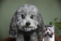 Custom Pet Replica Dog Plush,Photo of pet into custom stuffed animal,Handmade Pipe Cleaner Dollhouse Dog,Personalized Pet Plush Pet Memorial